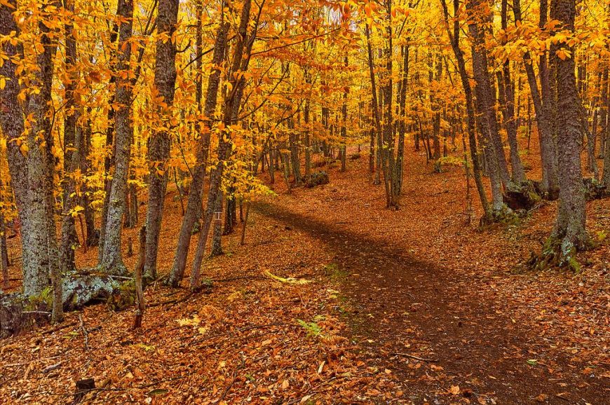 Dormir en Valle del Jerte Otoño bosque Jerte
