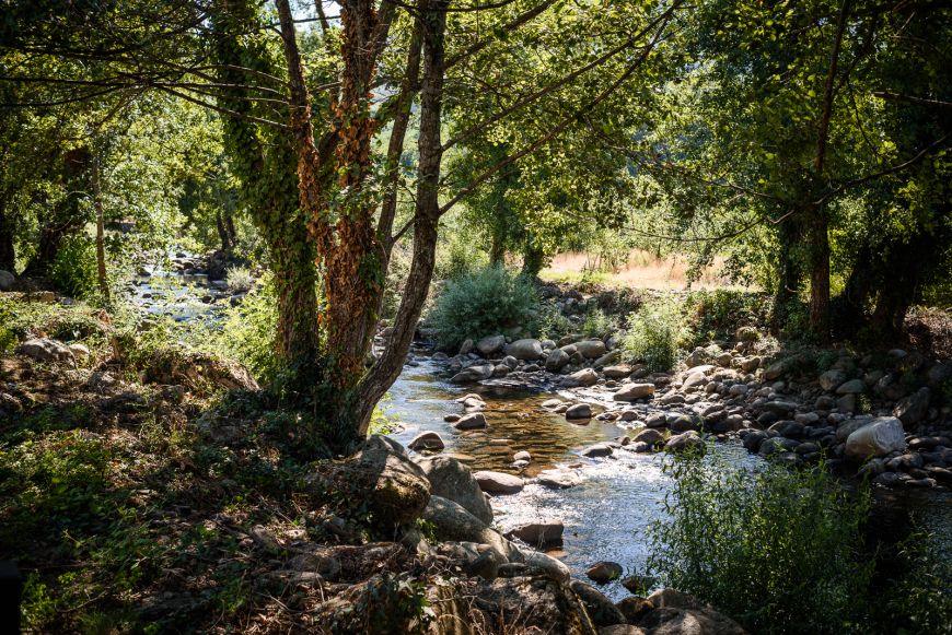 Service Actividades 1